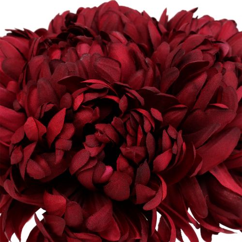 Floristik24 Chrysanthemum buket Bordeaux 28cm 6stk
