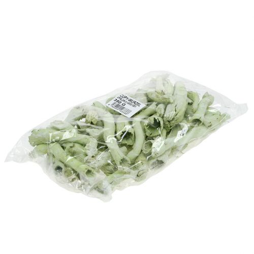 Artikel Cupy Roots, Pepe Cone Lysegrøn, Hvidvasket 350g