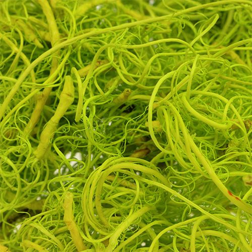 Floristik24 Krøllet mos lysegrøn 350g