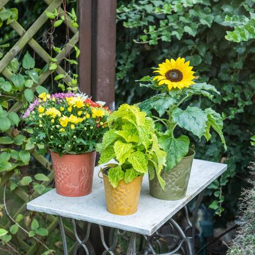 Floristik24 Dekorativ spand frugter gul, orange, grønvasket Ø12,5 cm H12cm sæt med 3