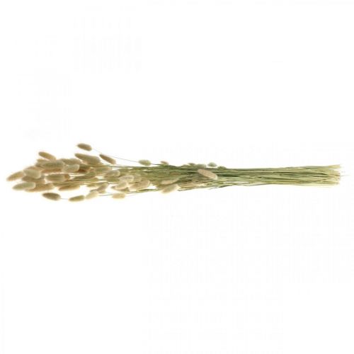Artikel Tørret Lagurus, Lagurus tørrede blomster, Naturlig Lagurus græs L30–70cm 45g