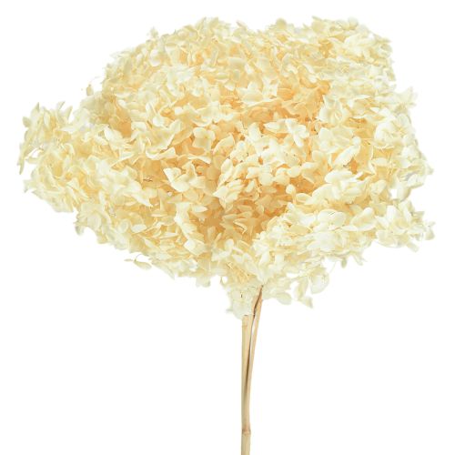 Dekorativ hortensia cremefarvet ægte blomst konserveret Ø20cm 1 stk.