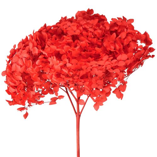 Dekorativ hortensia konserveret tørret blomst rød Ø20cm 1 stk