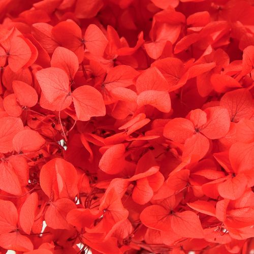 Floristik24 Dekorativ hortensia konserveret tørret blomst rød Ø20cm 1 stk