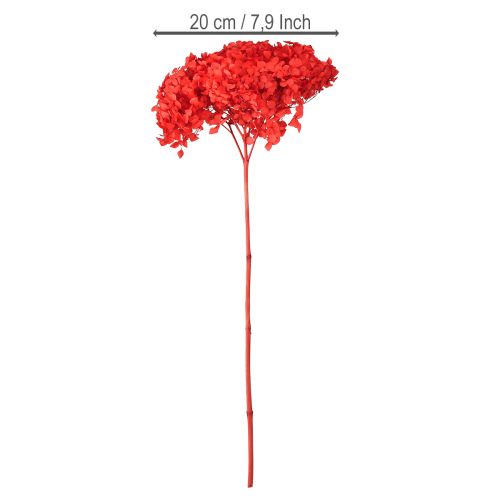 Floristik24 Dekorativ hortensia konserveret tørret blomst rød Ø20cm 1 stk