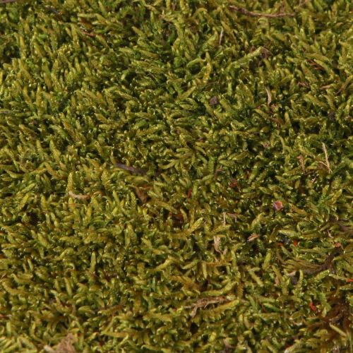 Artikel Dekorativt mos til fremstilling af lysegrønt naturligt mos konserveret 150g