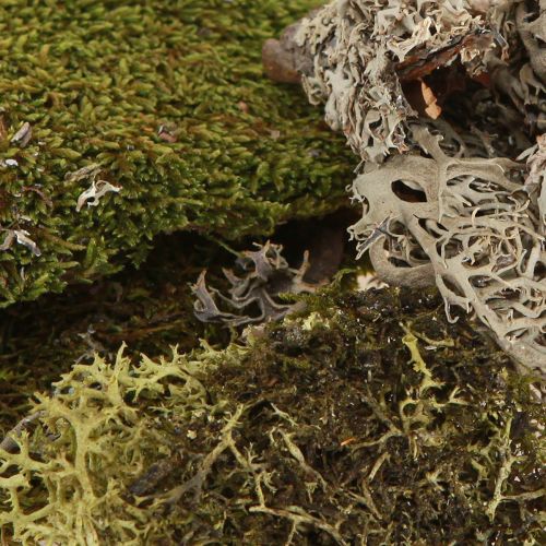 Artikel Dekorativ mos til kunsthåndværk blanding grøn, lysegrøn naturmos 75g