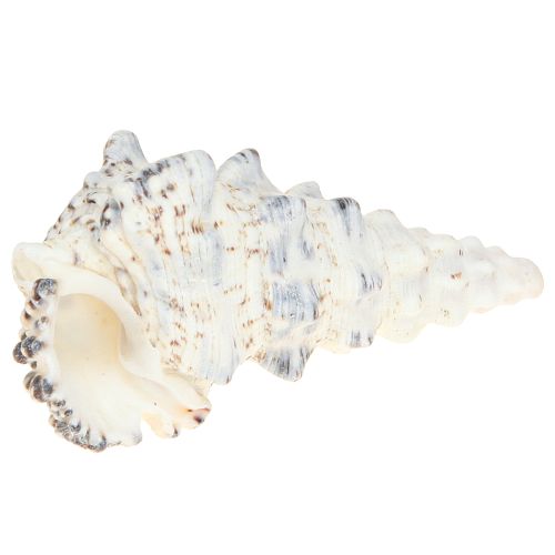 Floristik24 Dekorative sneglehuse sort og hvid, skal naturlig dekoration 1 kg