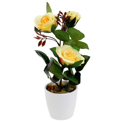 Floristik24 Dekorativ rose i en gul gryde 23 cm