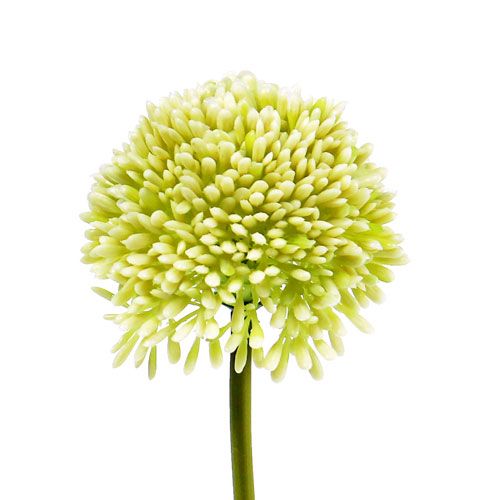 Floristik24 Deco allium creme Ø6,5cm L39cm