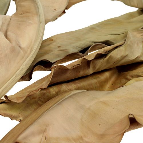 Floristik24 Dekorative blade natur 120cm 20 stk