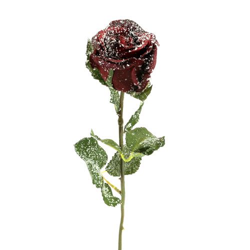 Deco rose sneet rød Ø6cm 6stk