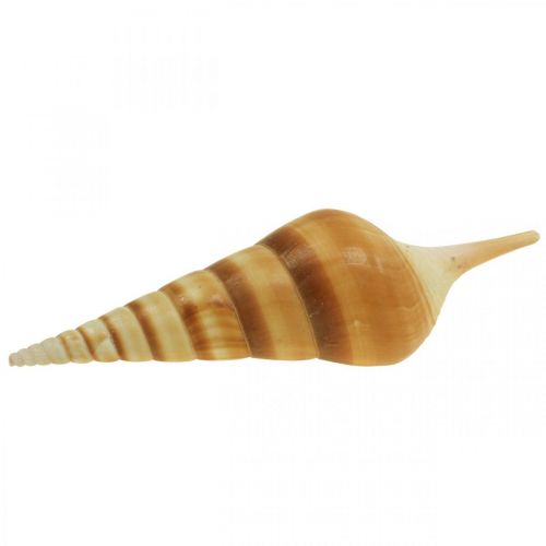 Floristik24 Deco maritim snegleskal spids 1kg