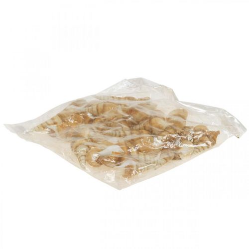 Floristik24 Deco maritim snegleskal spids 1kg
