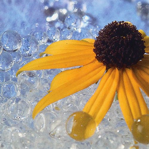 Floristik24 Deco gel Aqualinos 15g gennemsigtig