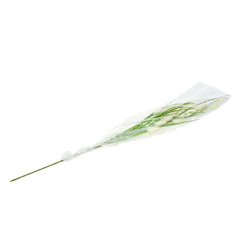 Floristik24 Dekorativ græsgrøn L85cm