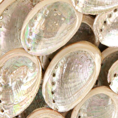 Artikel Dekorative krans træ abalone snegle hvid natur H30cm