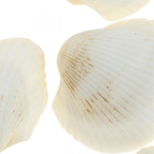 Artikel Deco Shell White Ægte skaller i et raffia net deco maritime 400g