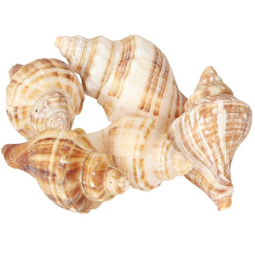 Artikel Skaller Dekorativ cremebrun stribet 3cm–8cm 300g