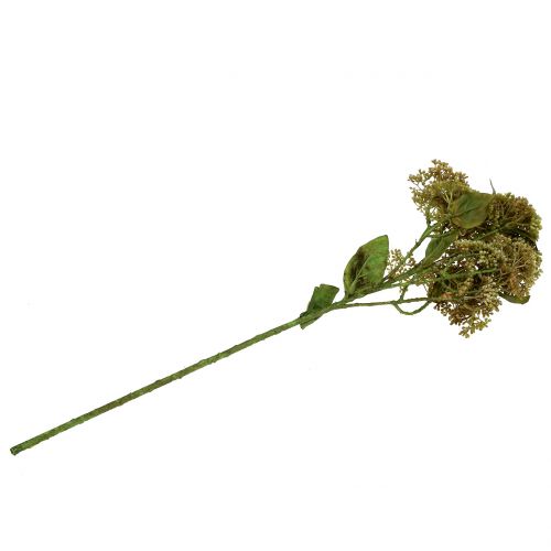 Floristik24 Dekorativ gren stonecrop grøn 58cm