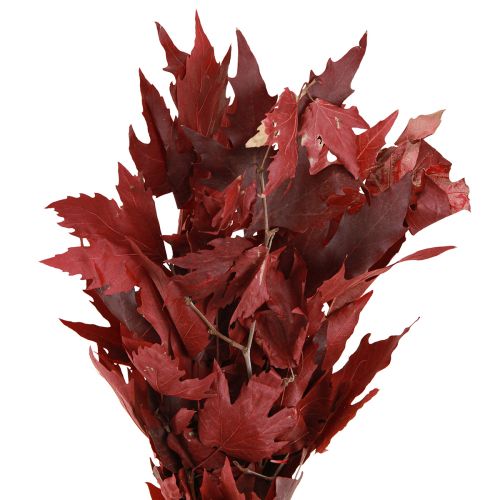 Floristik24 Dekorative grene ahornblade dekorative ahornblade røde 50-60cm 100g