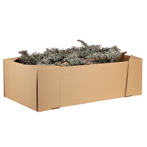 Artikel Dekorative grene grå mos dekorative grene lav grene 30-60cm 1kg