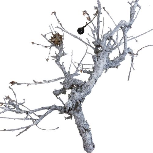 Artikel Deco grene bonsai træ deco grene vasket hvide 800g