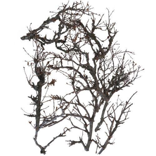 Artikel Deco grene bonsai træ deco grene 15-30cm 650g