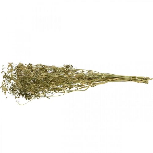 Artikel Tørrede blomster dild naturlig tør floristry 50cm 20 stk