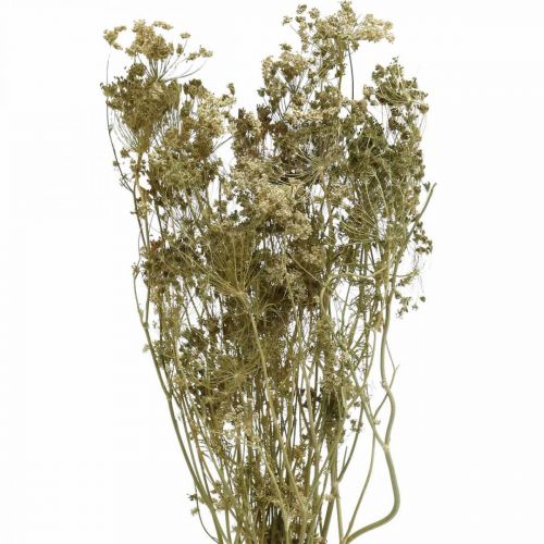 Artikel Tørrede blomster dild natur tør floristics 50cm 20p