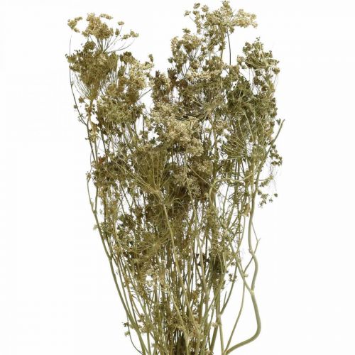 Floristik24 Tørrede blomster dild naturlig tør floristry 50cm 20 stk