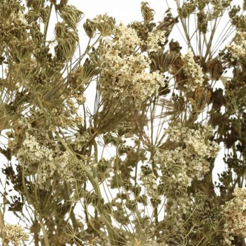 Artikel Tørrede blomster dild naturlig tør floristry 50cm 20 stk