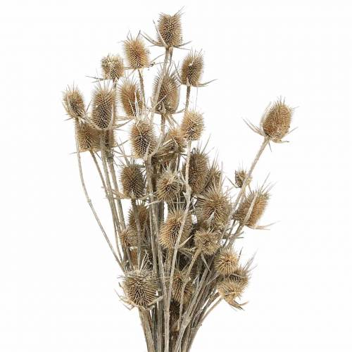 Floristik24 Tørrede blomster Thistle White vasket 60cm 100g