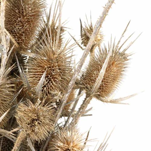 Floristik24 Tørrede blomster Thistle White vasket 60cm 100g