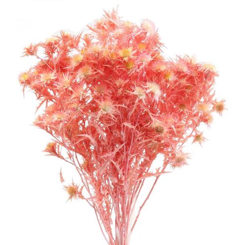 Tørret tidsel deco gren Støvet pink tørrede blomster 100g