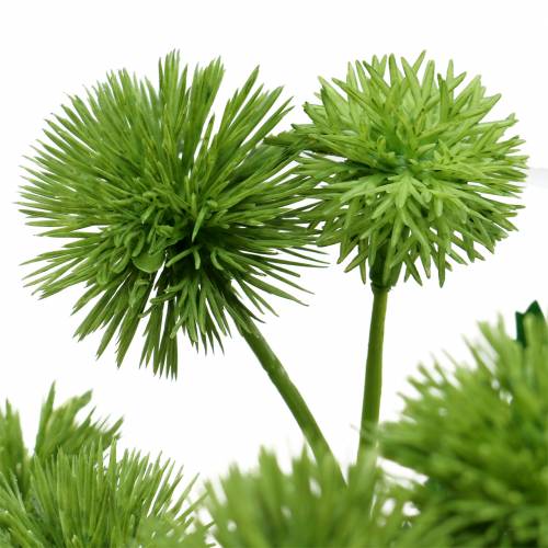 Floristik24 Tidsel silke blomst grøn 56cm 3stk
