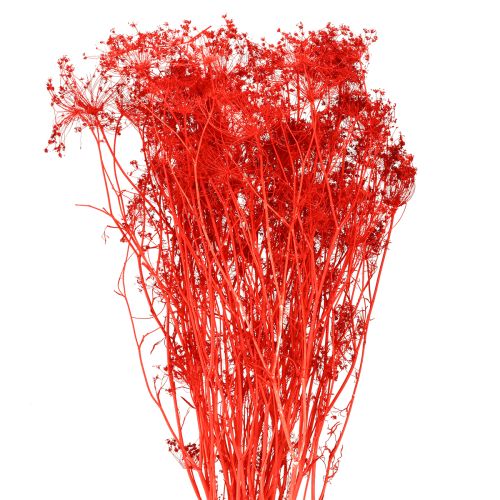 Tørrede blomster fra Umbellifera røde 70 cm 150 g