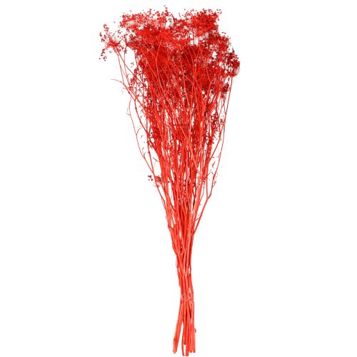 Artikel Tørrede blomster fra Umbellifera røde 70 cm 150 g