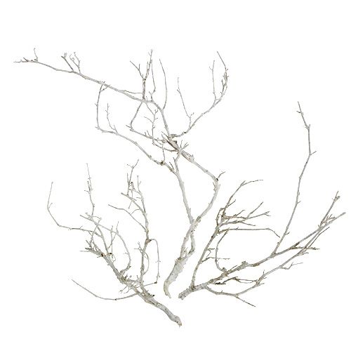 Floristik24 Dry Tree White vasket 500g