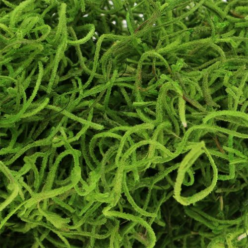 Floristik24 Jungle mos forårsgrøn 250g
