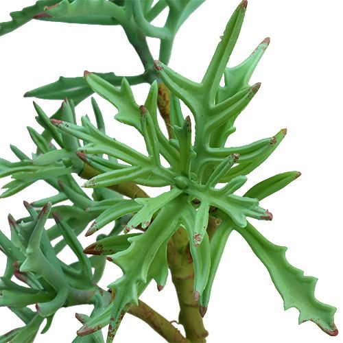 Floristik24 Echeveria 33 cm lysegrøn