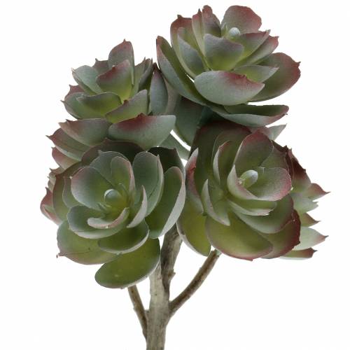 Floristik24 Succulent Echeveria Mørkegrøn 21 cm 3stk