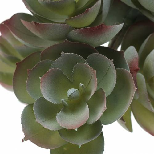 Floristik24 Succulent Echeveria Mørkegrøn 21 cm 3stk