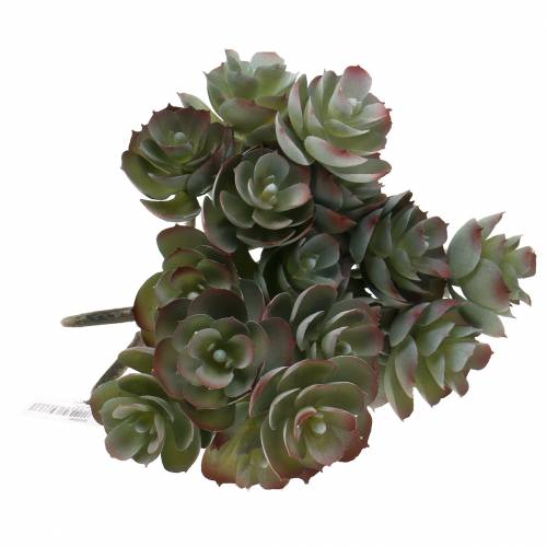 Floristik24 Succulent Echeveria Mørkegrøn 21 cm 3stk