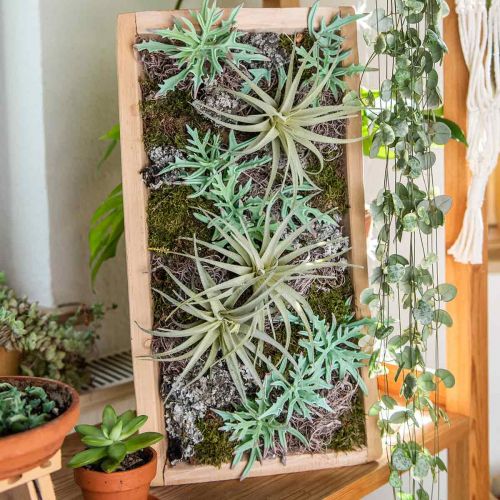 Floristik24 Echeveria 33 cm lysegrøn