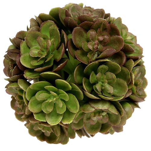 Floristik24 Echeveria kugle 5cm grøn 4stk