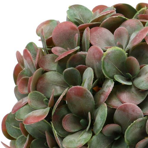 Floristik24 Echeveria-kugle kunstgrøn, rød Ø22cm
