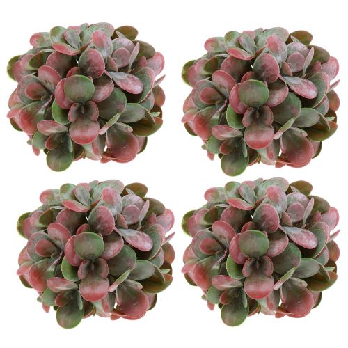 Floristik24 Echeveria kugler grøn, rød Ø14cm 4stk