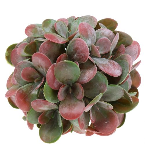 Floristik24 Echeveria kugler grøn, rød Ø14cm 4stk