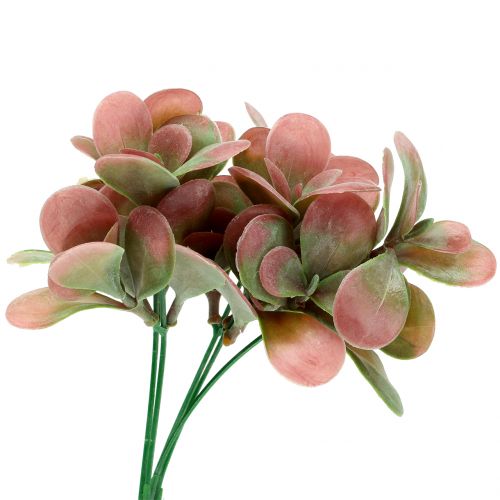 Floristik24 Echeveria gren grøn, blomme 24cm 6 stk